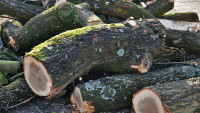 stromy kácení felled-tree-trunks-1100515 1280
